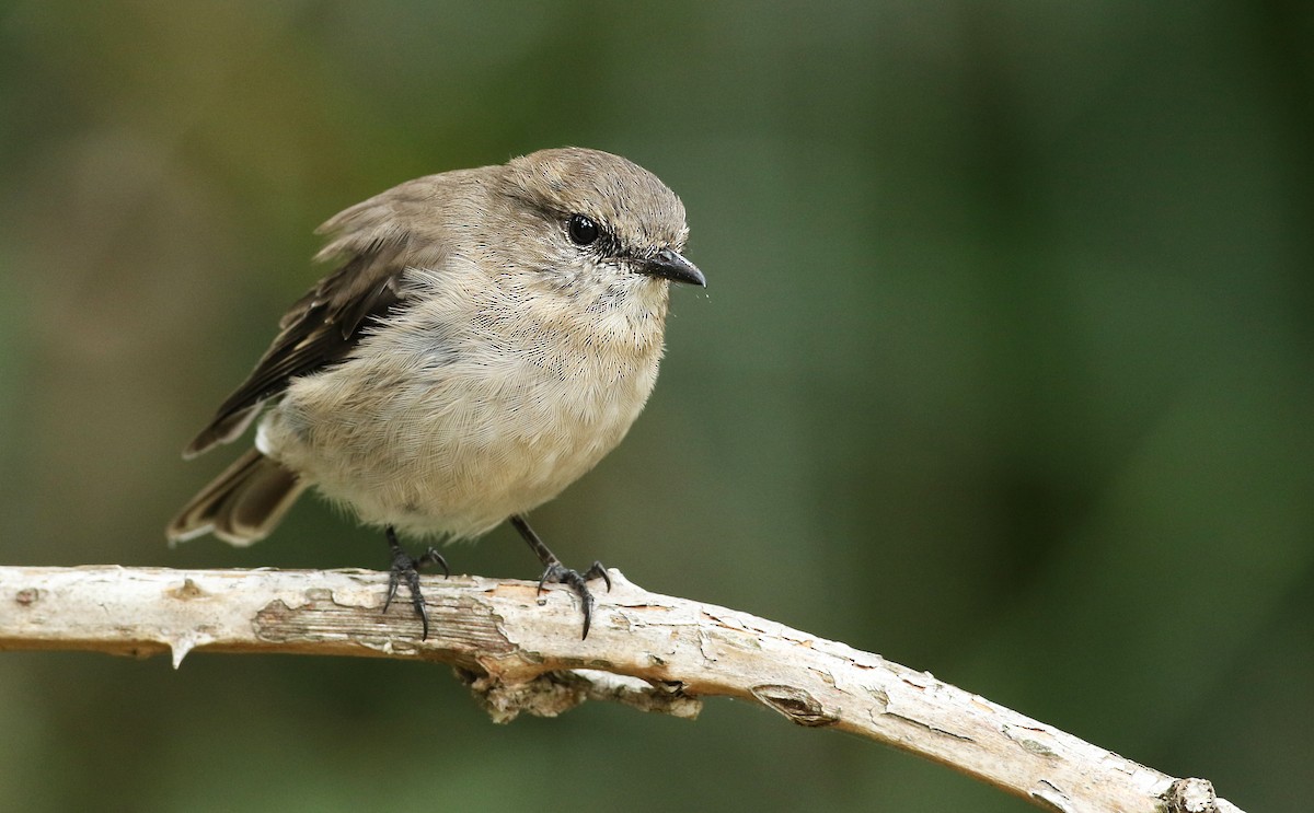 Dusky Robin - Luke Seitz