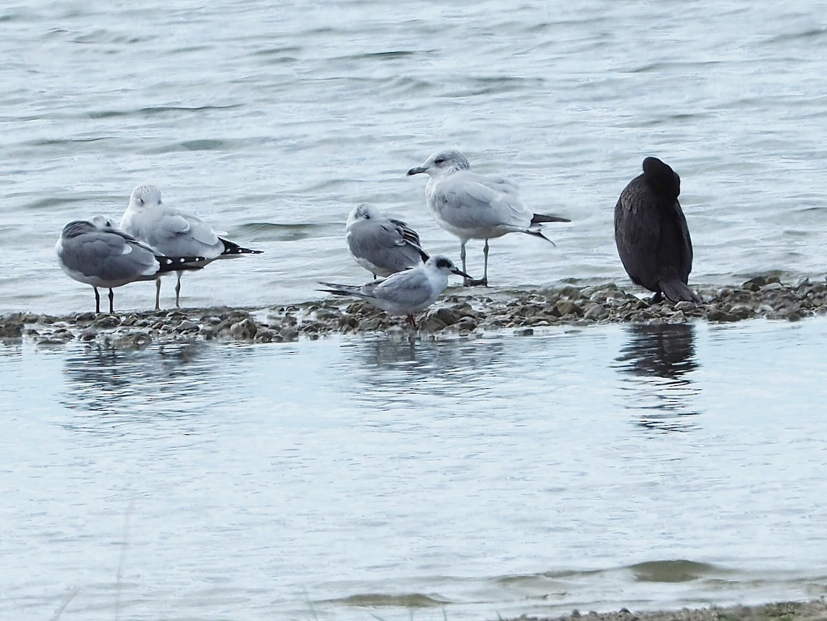 Forster's Tern - ML505354731