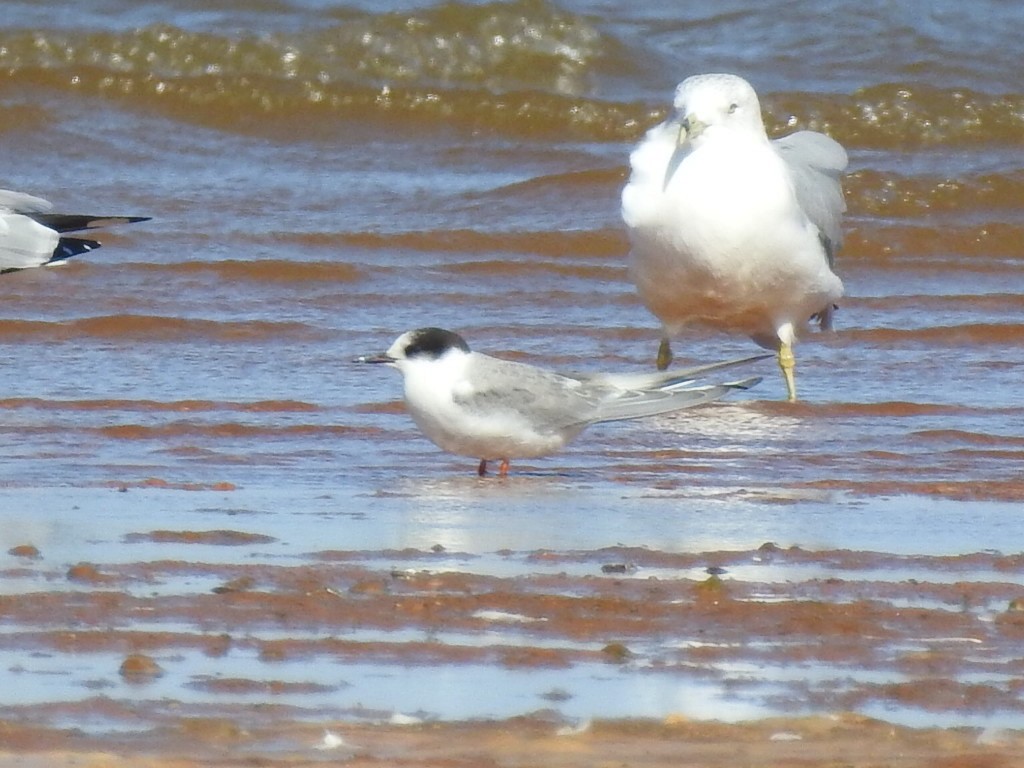 Arctic Tern - ML505354781