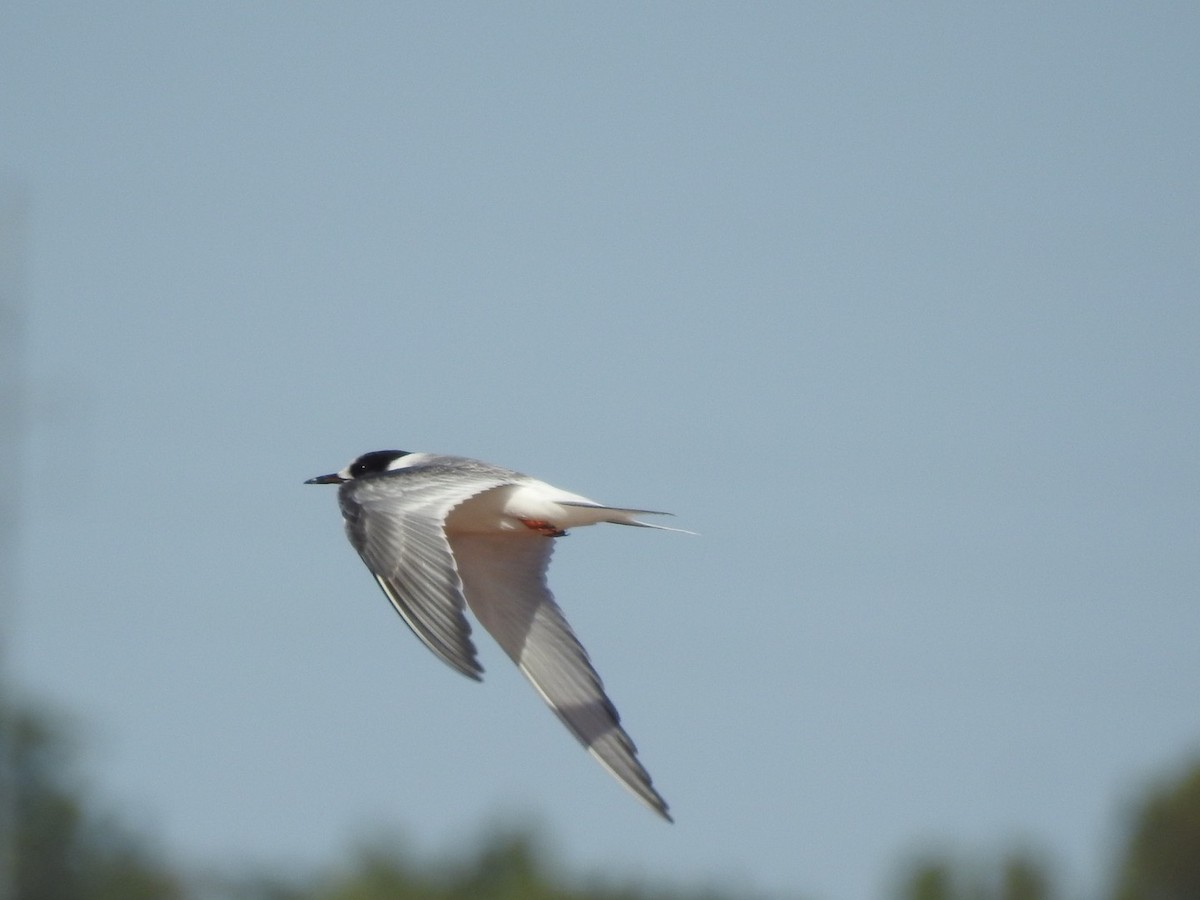 Arctic Tern - ML505354791