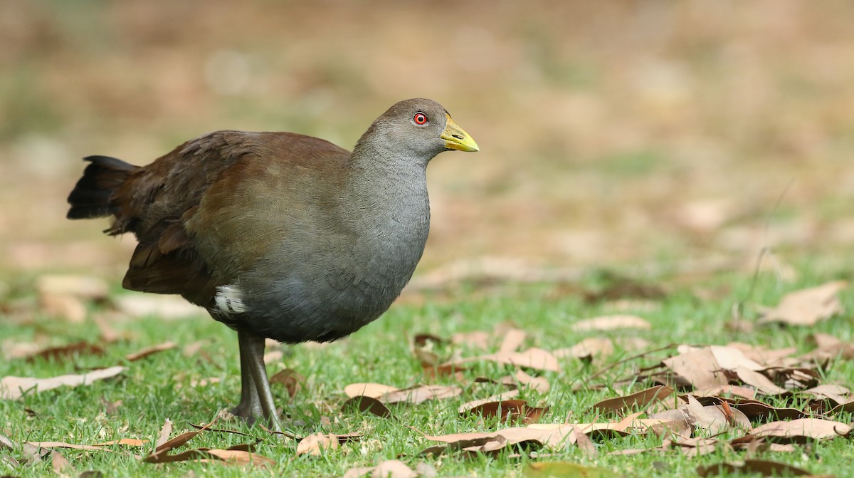 Tasmanian Nativehen - ML50535551