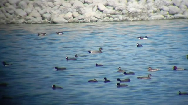 Gadwall x Mallard (hybrid) - ML505356321