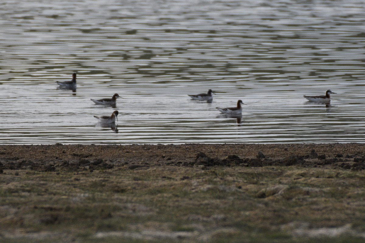 Wilson's Phalarope - ML505357261