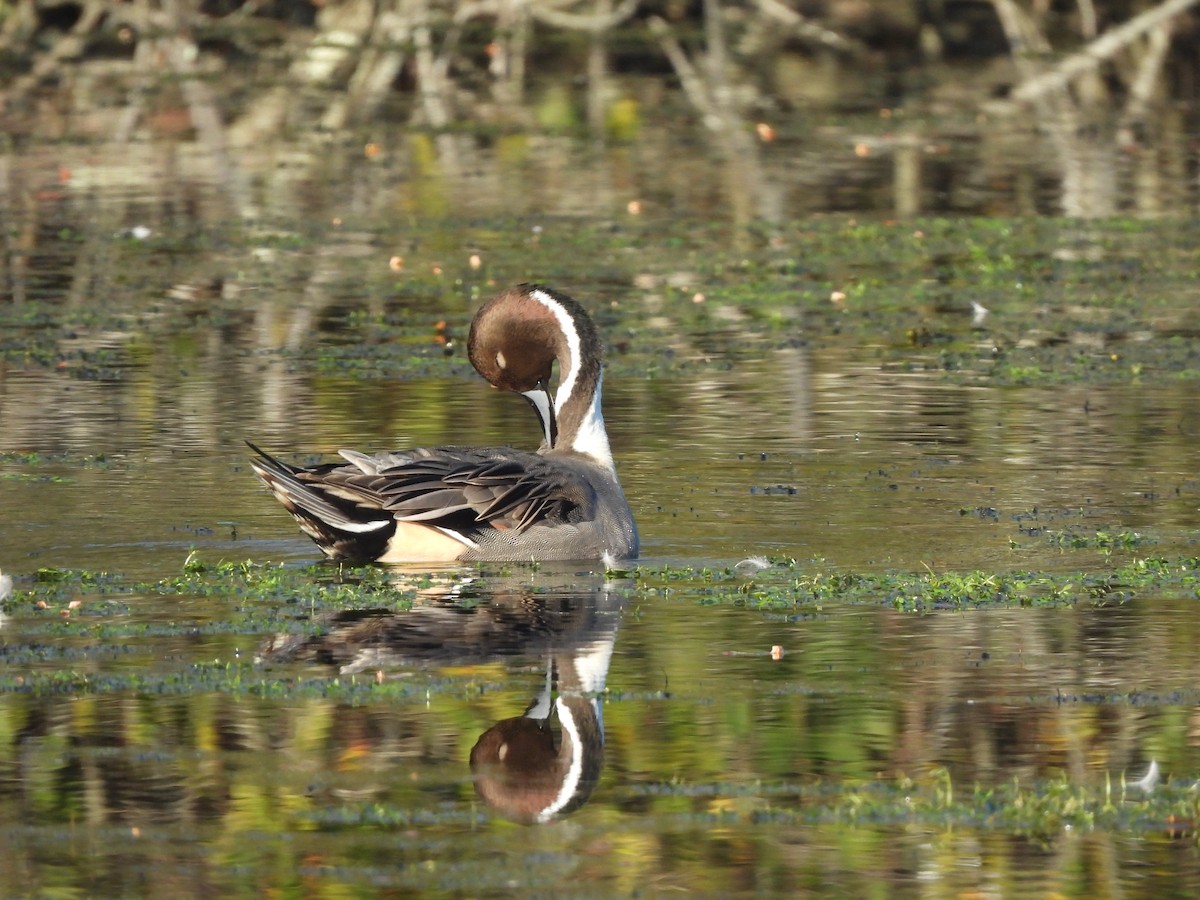 Northern Pintail - ML505358181