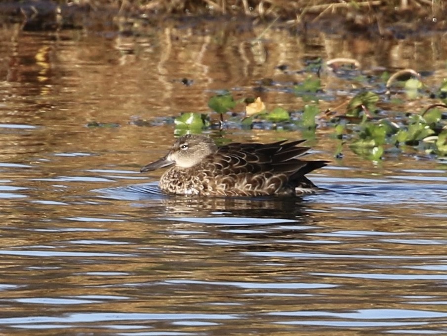 Blue-winged Teal - ML505359491