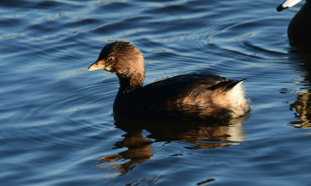 Pied-billed Grebe - ML505359601