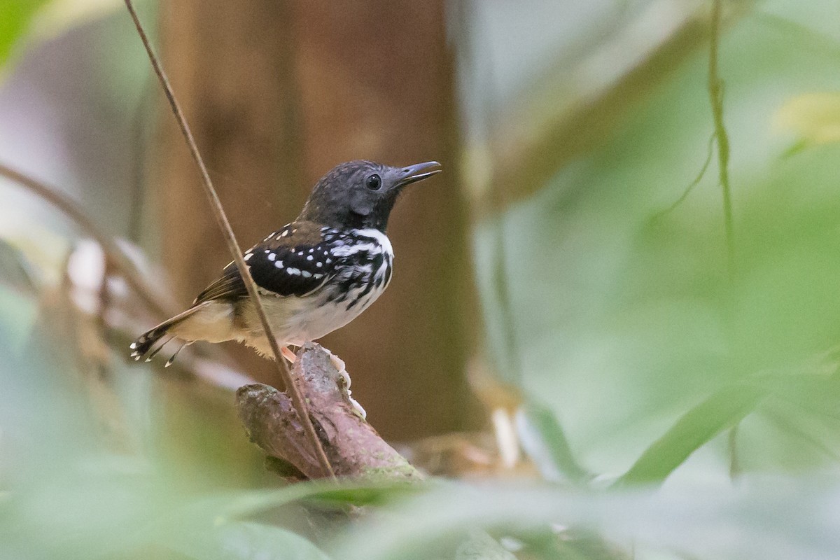 Spot-backed Antbird - Rob Felix