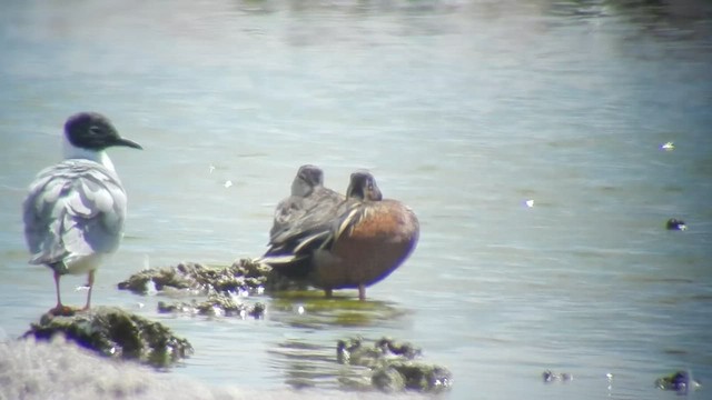 Blue-winged x Cinnamon Teal (hybrid) - ML505360061