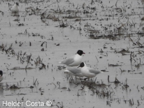 Gaviota Cabecinegra - ML50536141