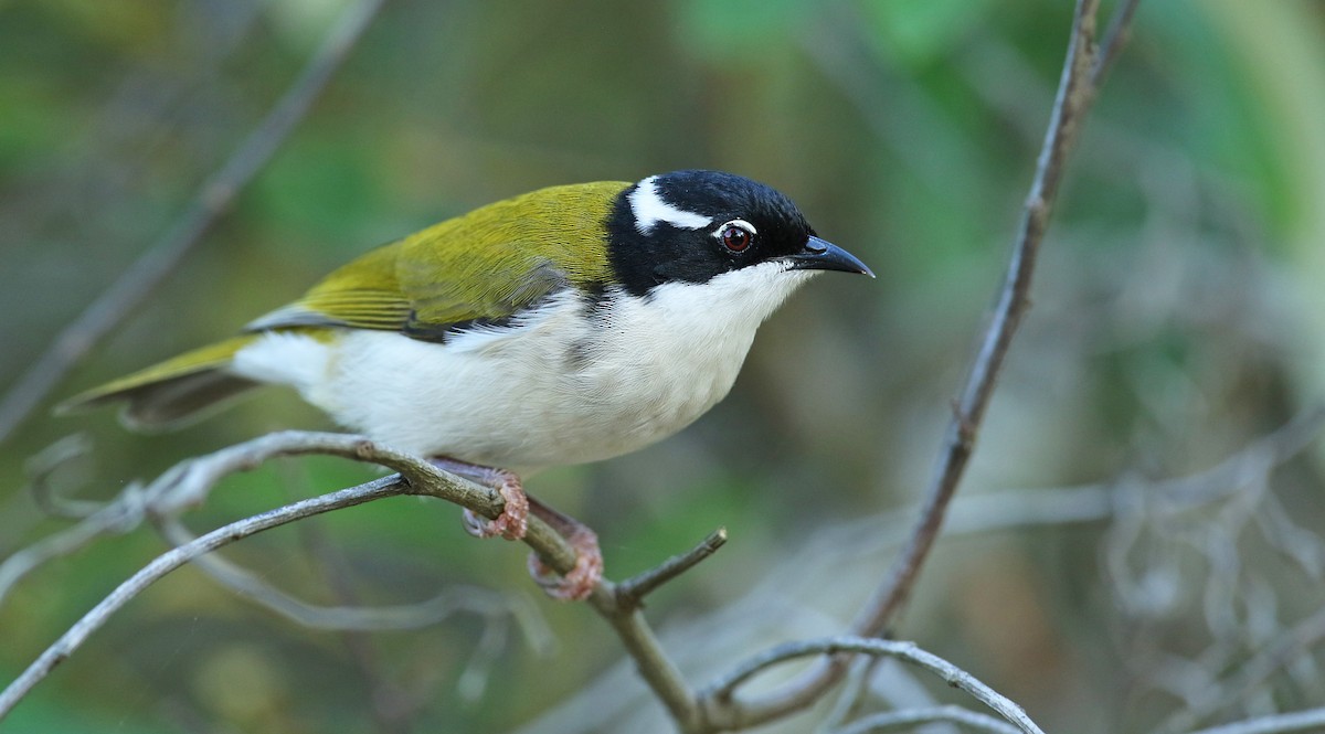White-throated Honeyeater - Luke Seitz