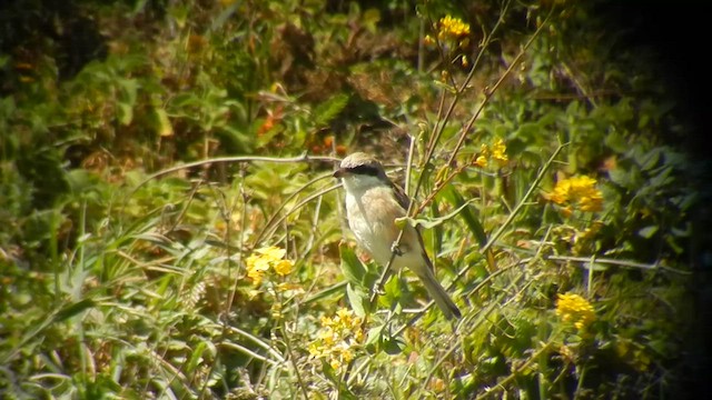 shrike sp. - ML505362411