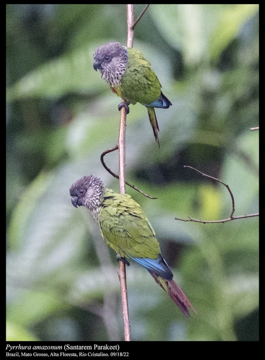 pyrura paráský (ssp. amazonum) - ML505363401