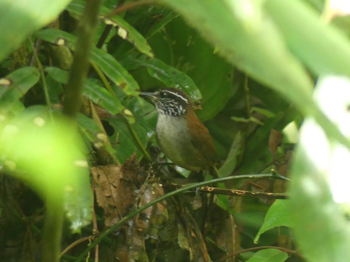 White-breasted Wood-Wren - ML505363531