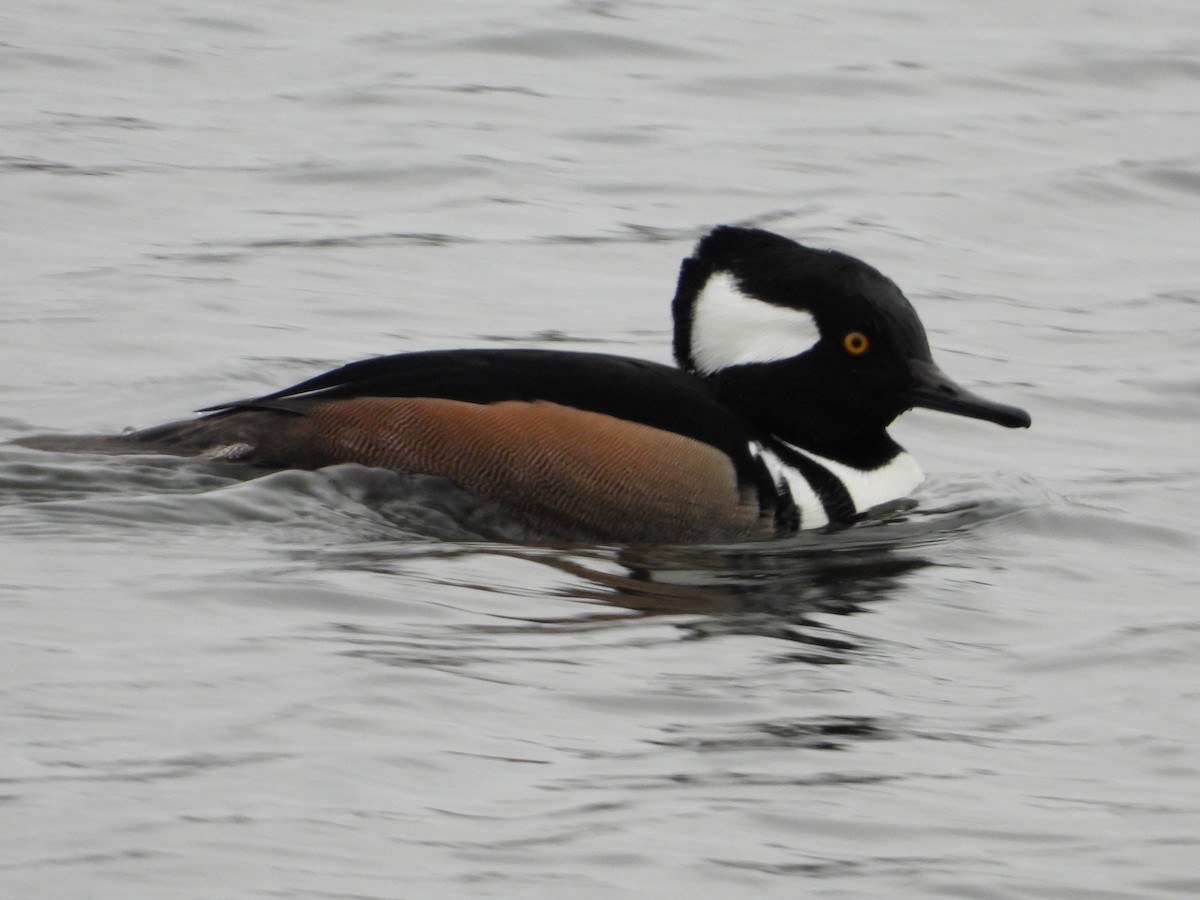 Hooded Merganser - Samuel Belley