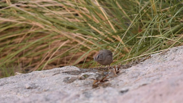 Rufous-crowned Sparrow - ML505364751