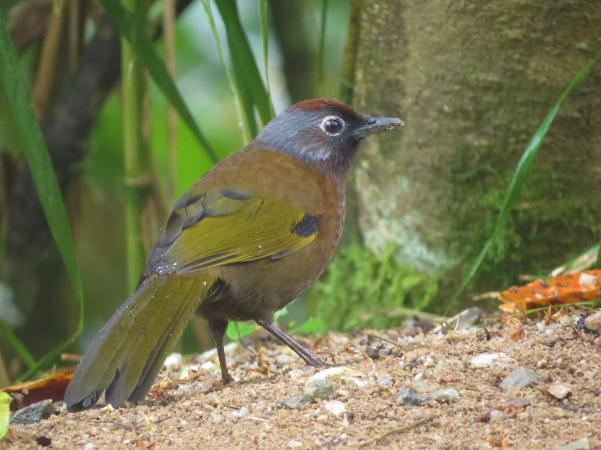 Malayan Laughingthrush - Sze On Ng (Aaron)