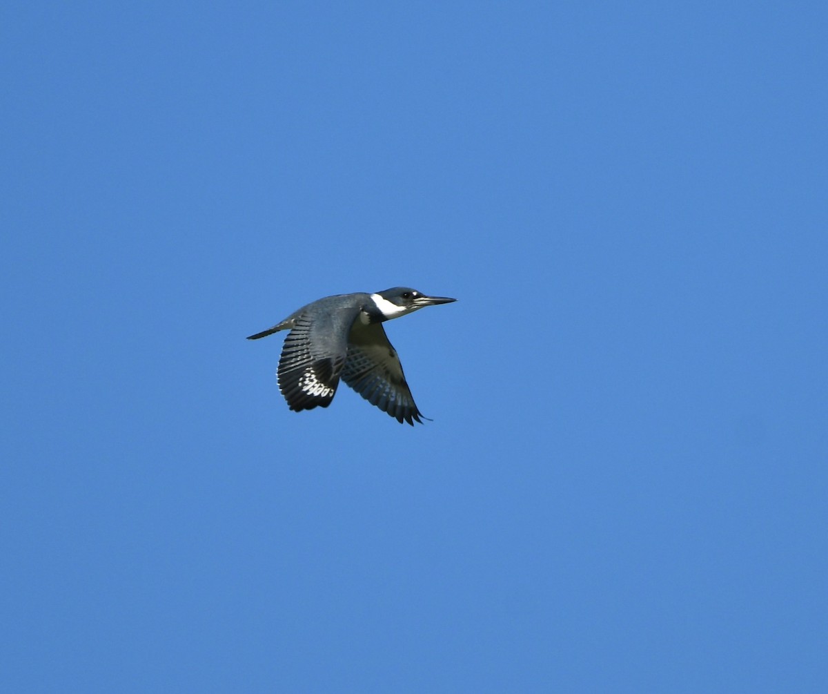 Belted Kingfisher - Paul Nielson