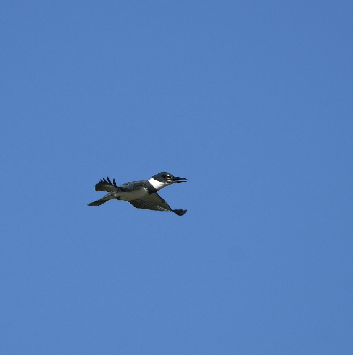 Belted Kingfisher - ML505366521