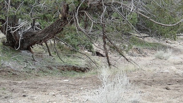 American Goshawk - ML505367881