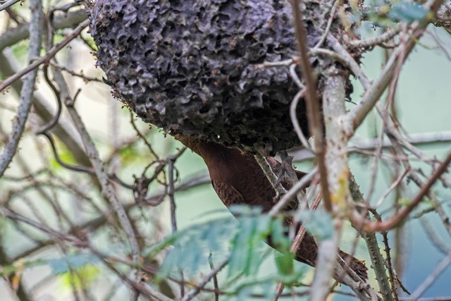 Rufous Woodpecker - Tom Backlund