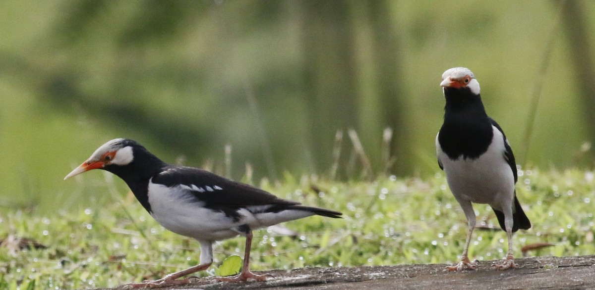 Siamese Pied Starling - ML505368231