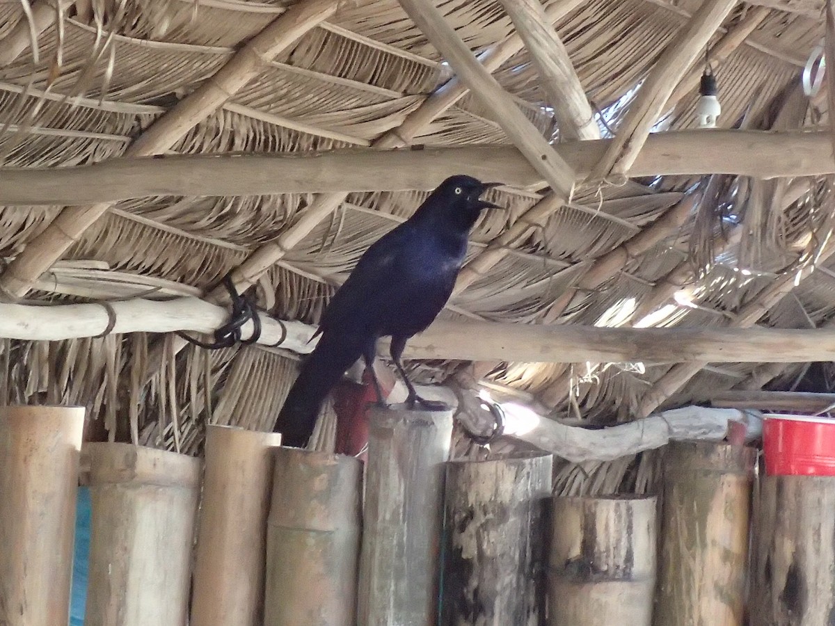 Great-tailed Grackle - ML50536841