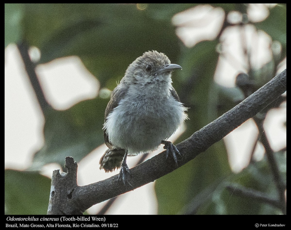 Tooth-billed Wren - ML505368521