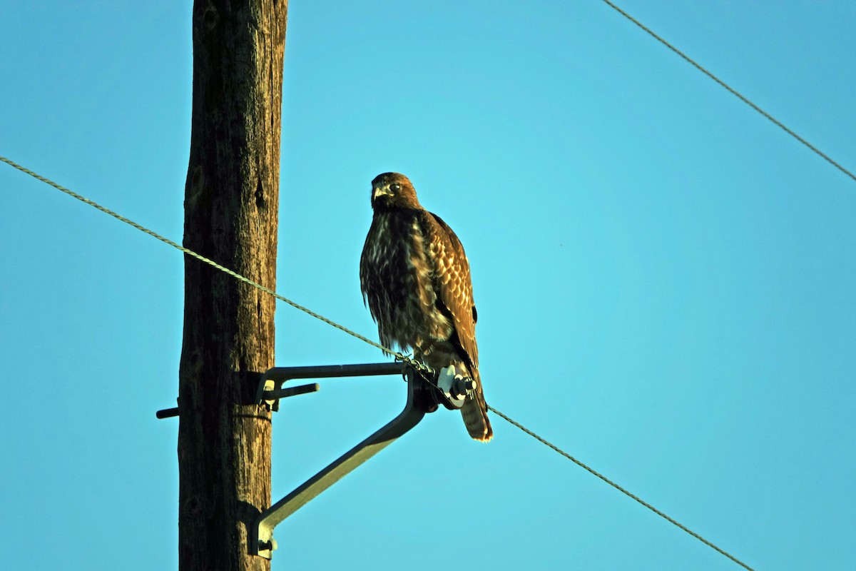 Red-tailed Hawk - ML505369071