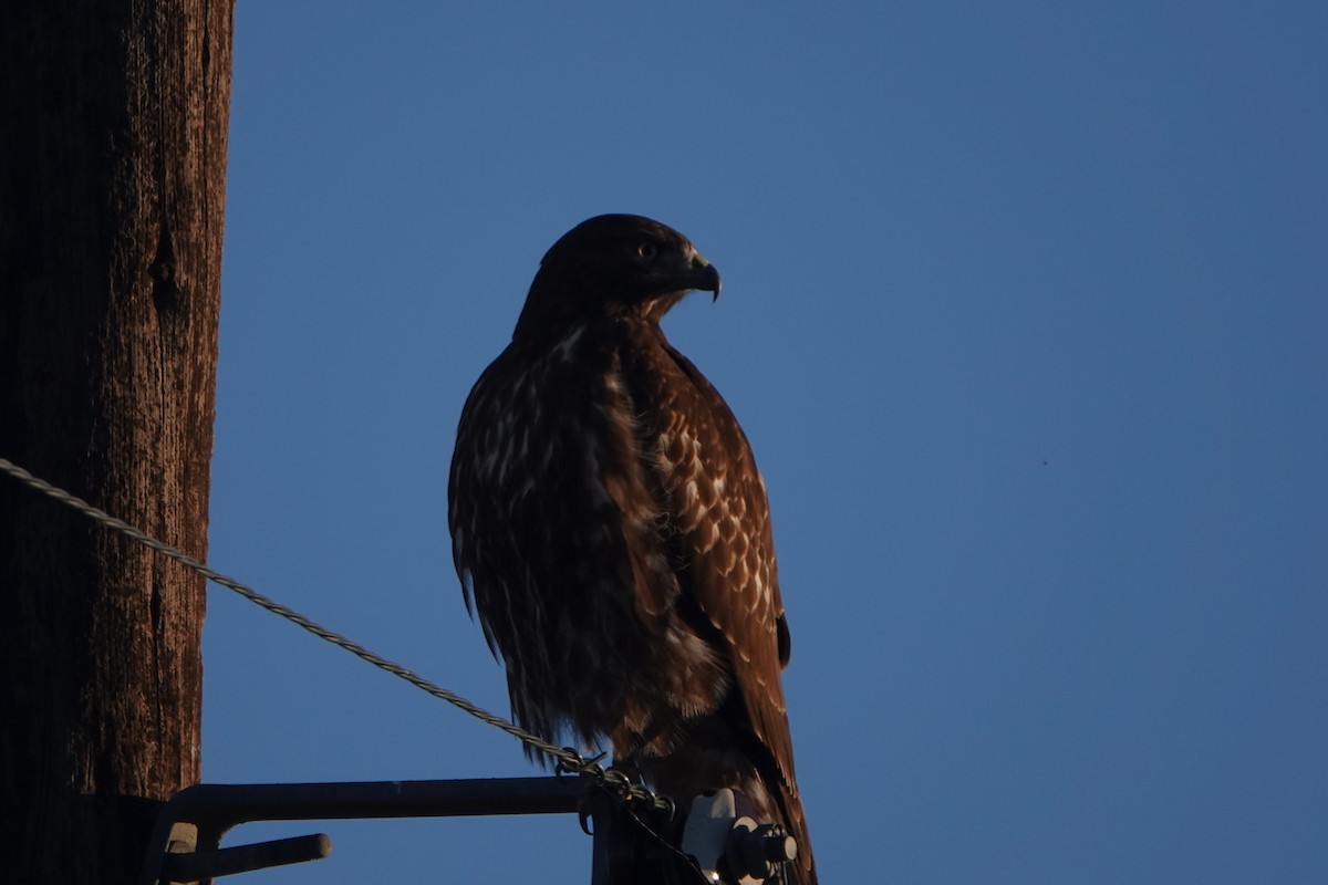 Red-tailed Hawk - ML505369081