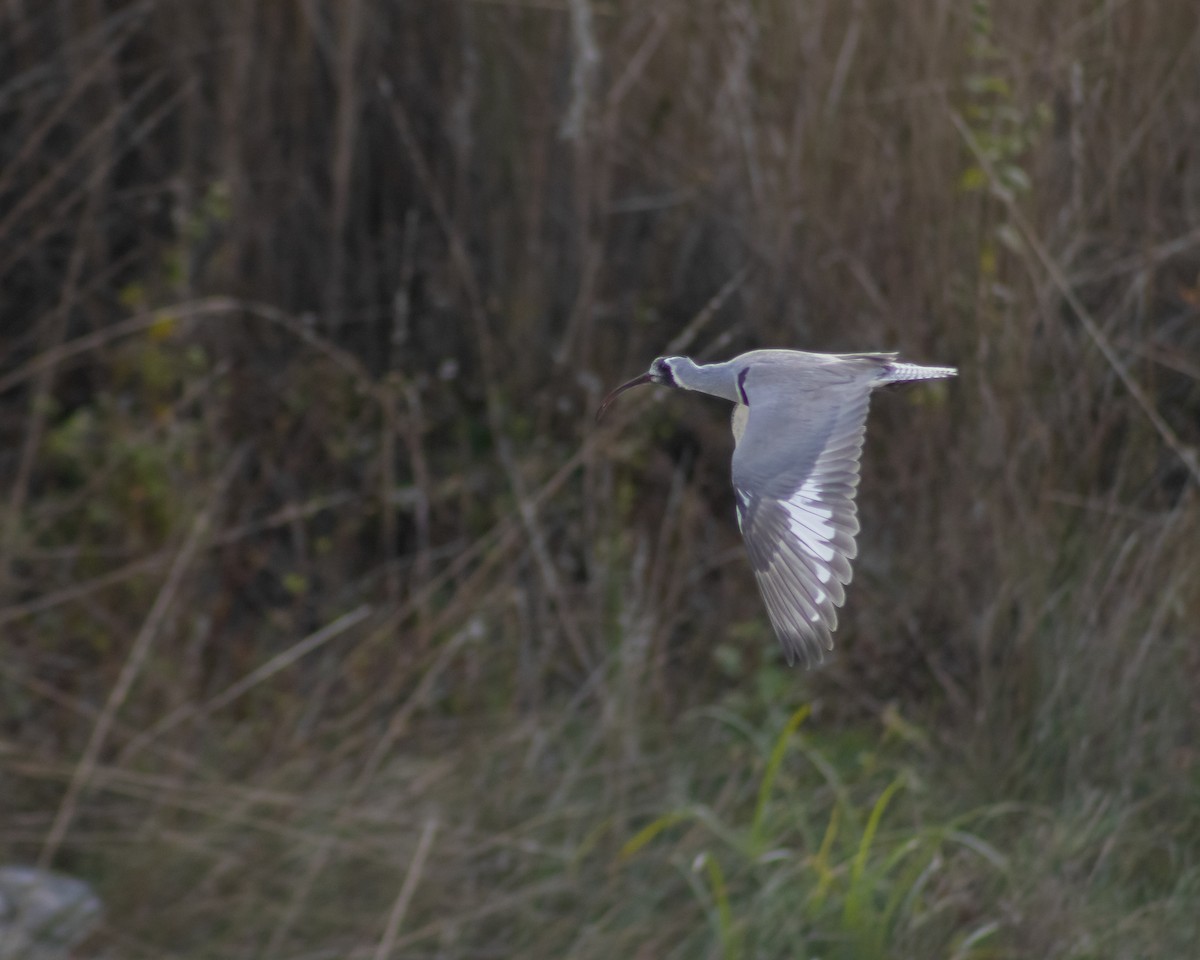 Ibisbill - Nishant Sharma Parajuli