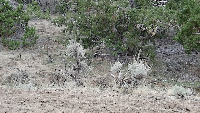 American Goshawk - ML505369661