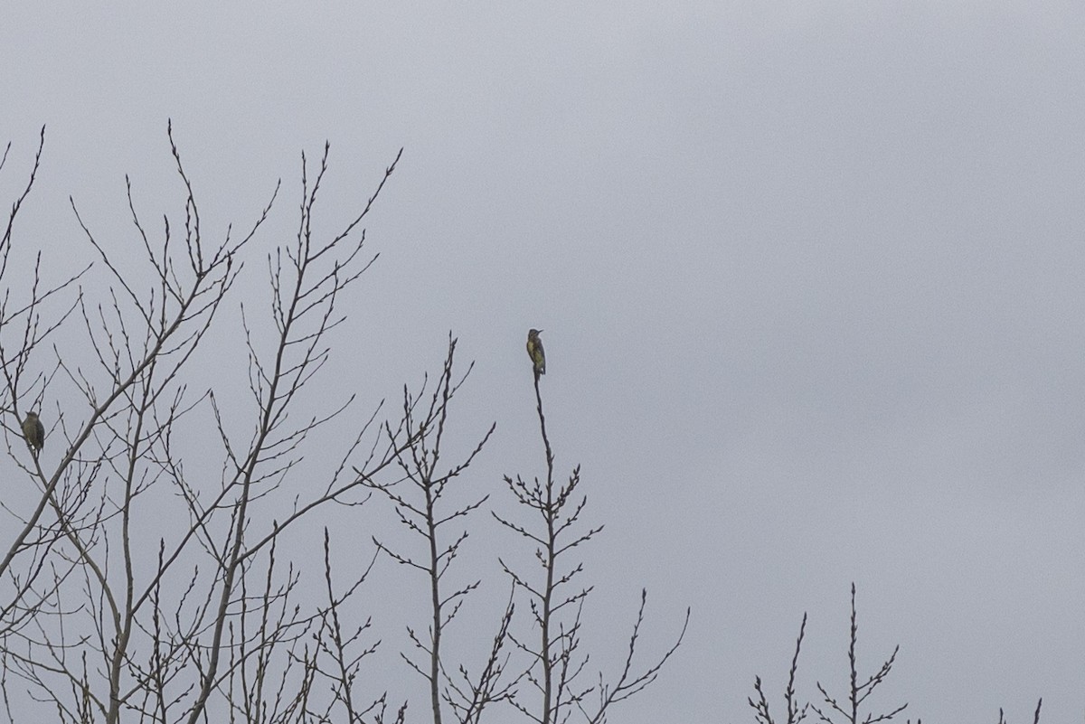 Yellow-bellied Sapsucker - ML505369721