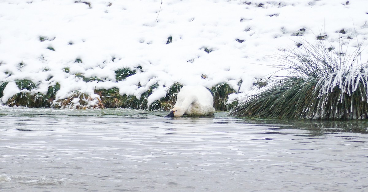 Tundra Swan - ML505369881