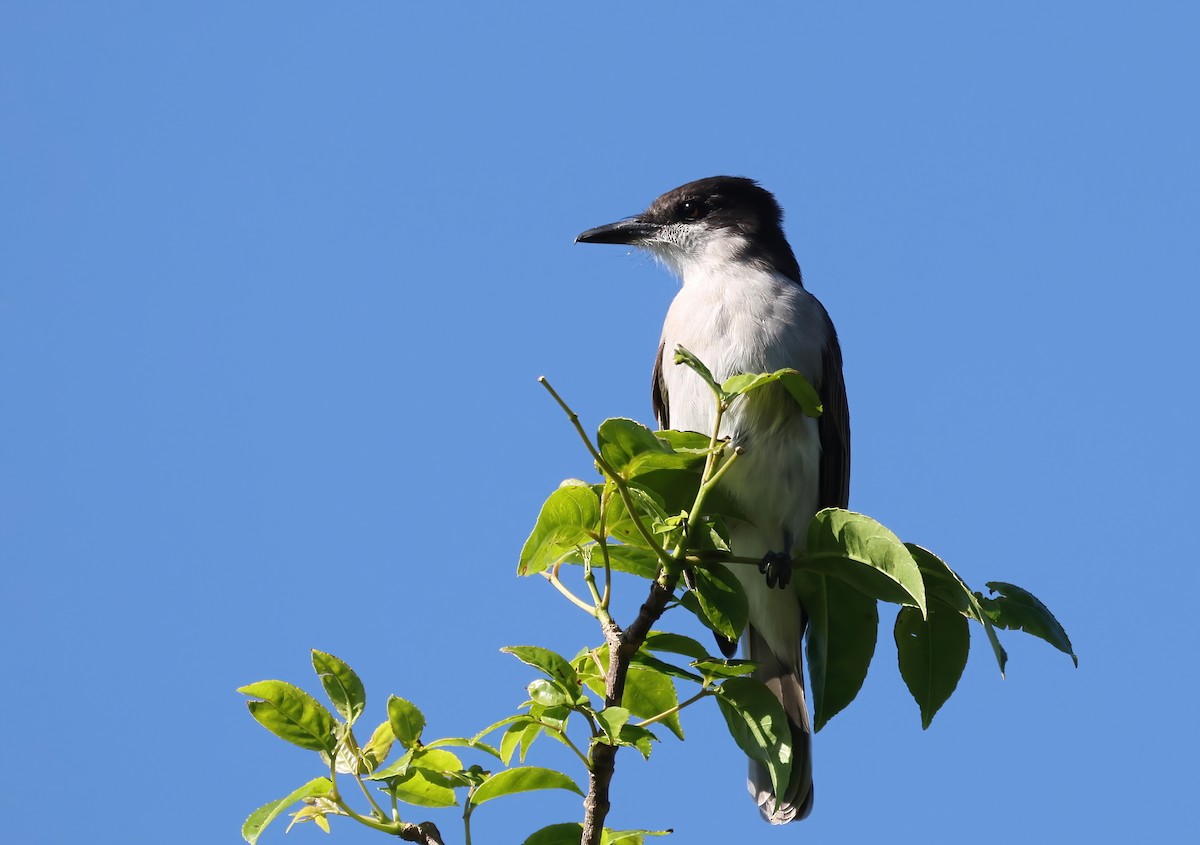 Loggerhead Kingbird - ML505370781