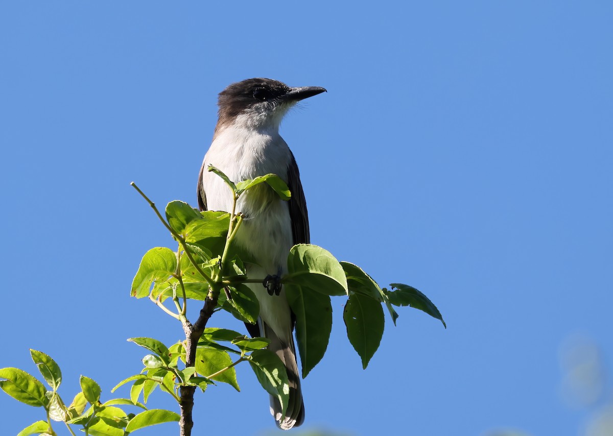 Loggerhead Kingbird - ML505370791