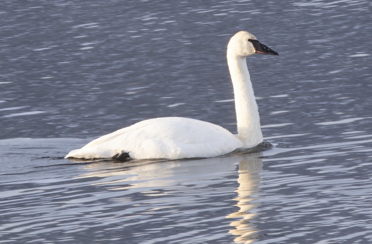 Cisne Trompetero - ML505371471