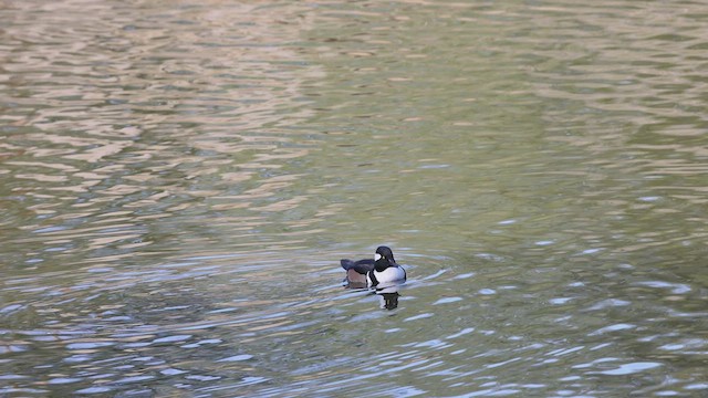 Hooded Merganser - ML505373241