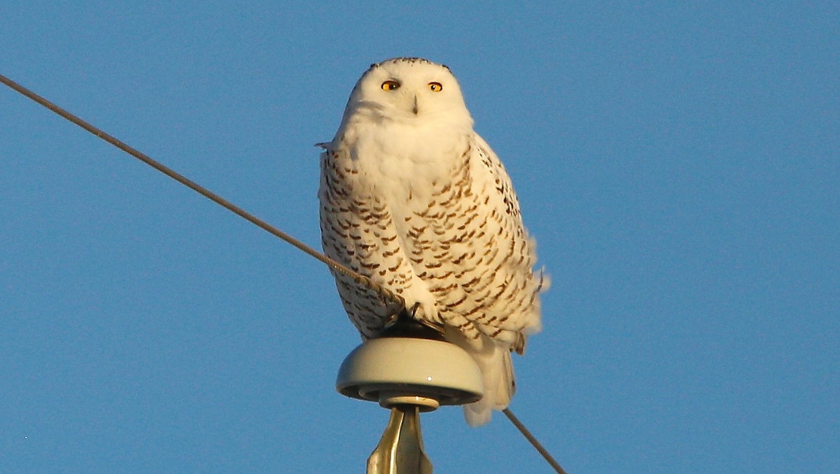 Snowy Owl - ML505374111
