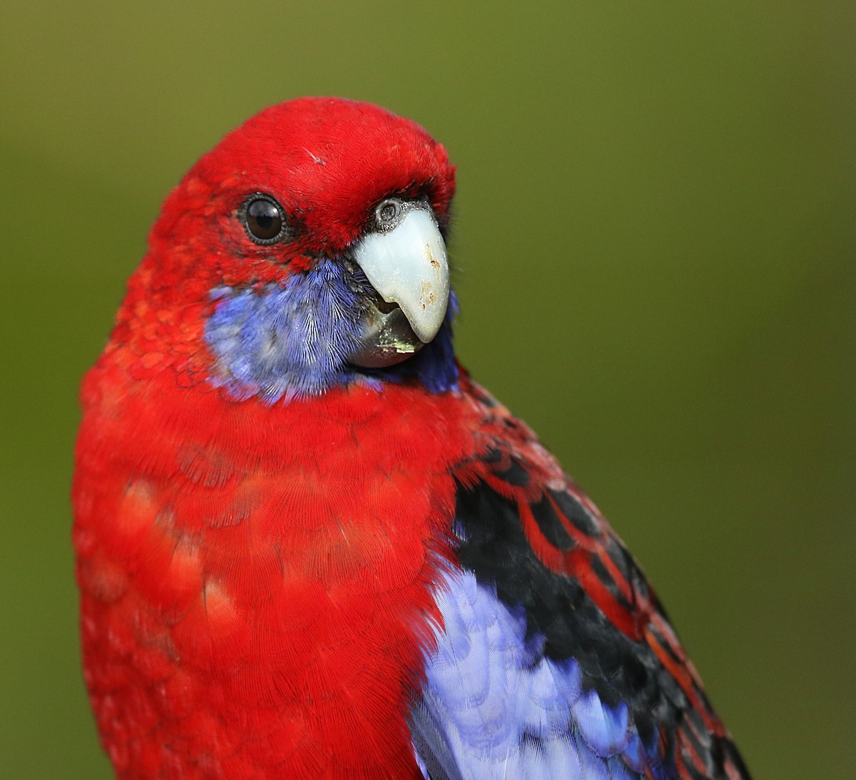 Crimson Rosella - Luke Seitz