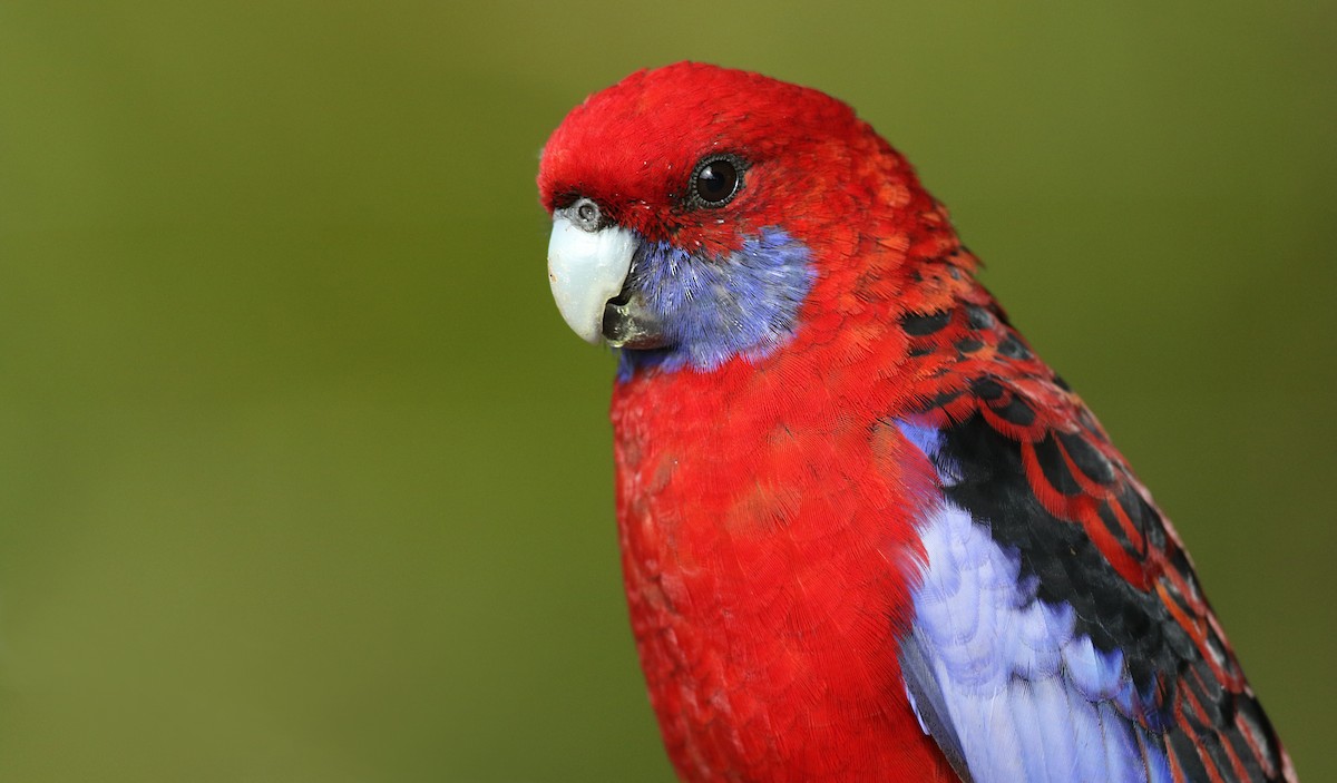 Crimson Rosella - ML50537431