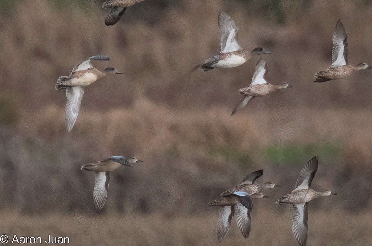 American Wigeon - ML505375291