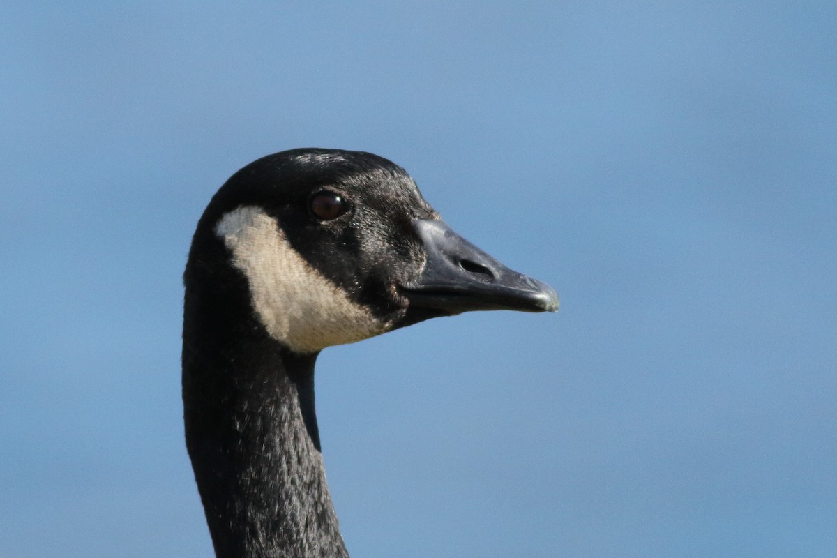 Canada Goose - ML505375861