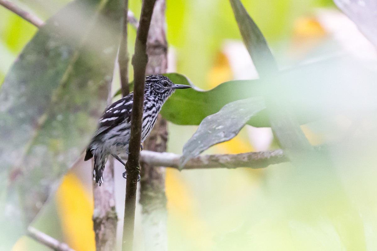 Cherrie's Antwren - Rob Felix