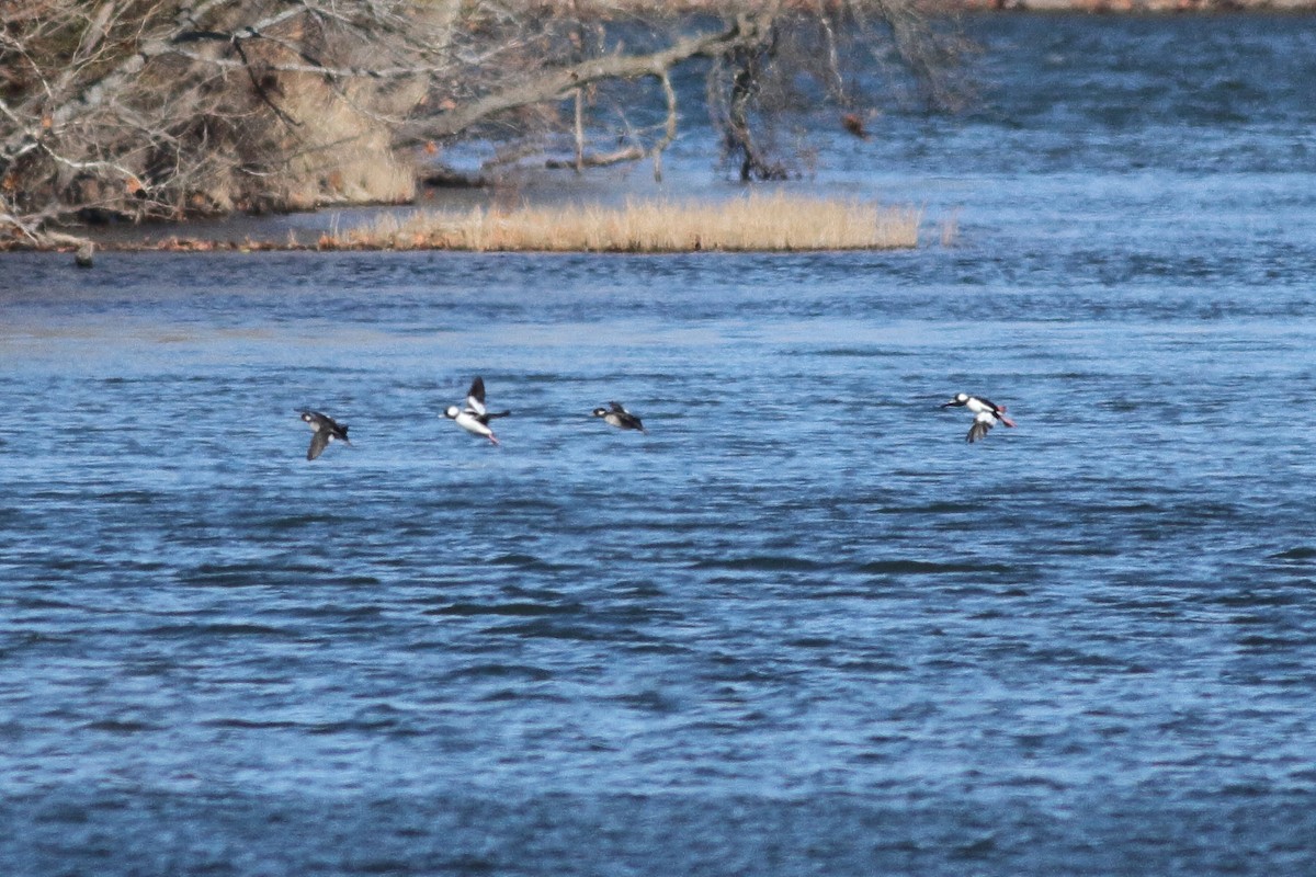 Bufflehead - ML505376061