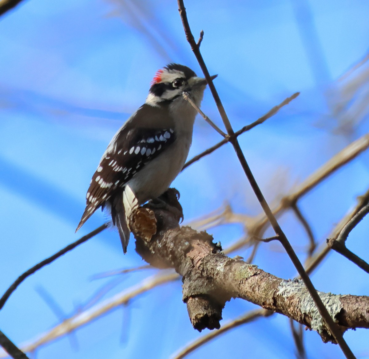 Downy Woodpecker - ML505377101