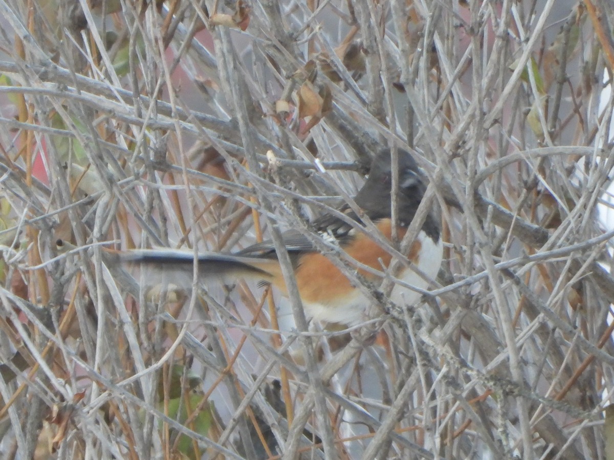 Spotted Towhee - ML505377451