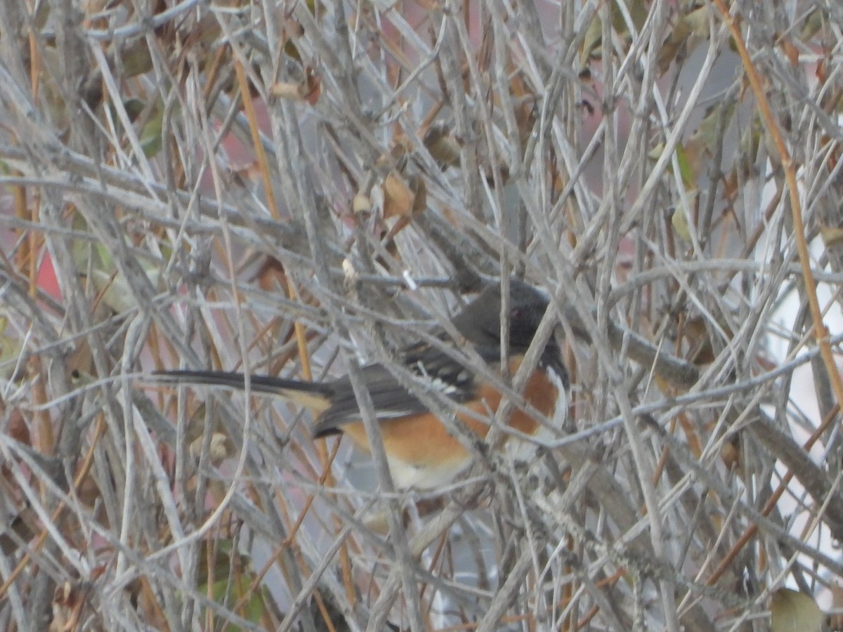 Spotted Towhee - ML505377461