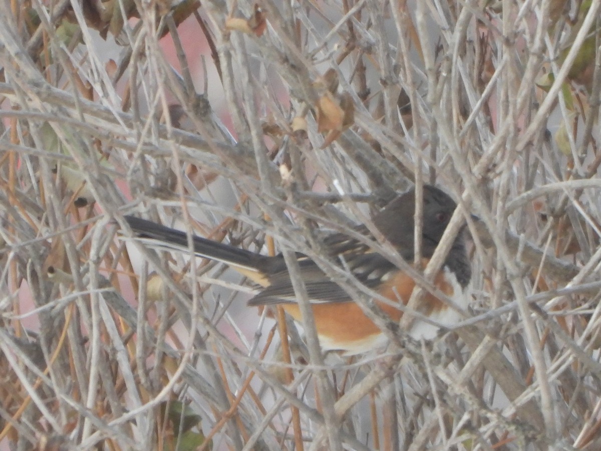 Spotted Towhee - ML505377501