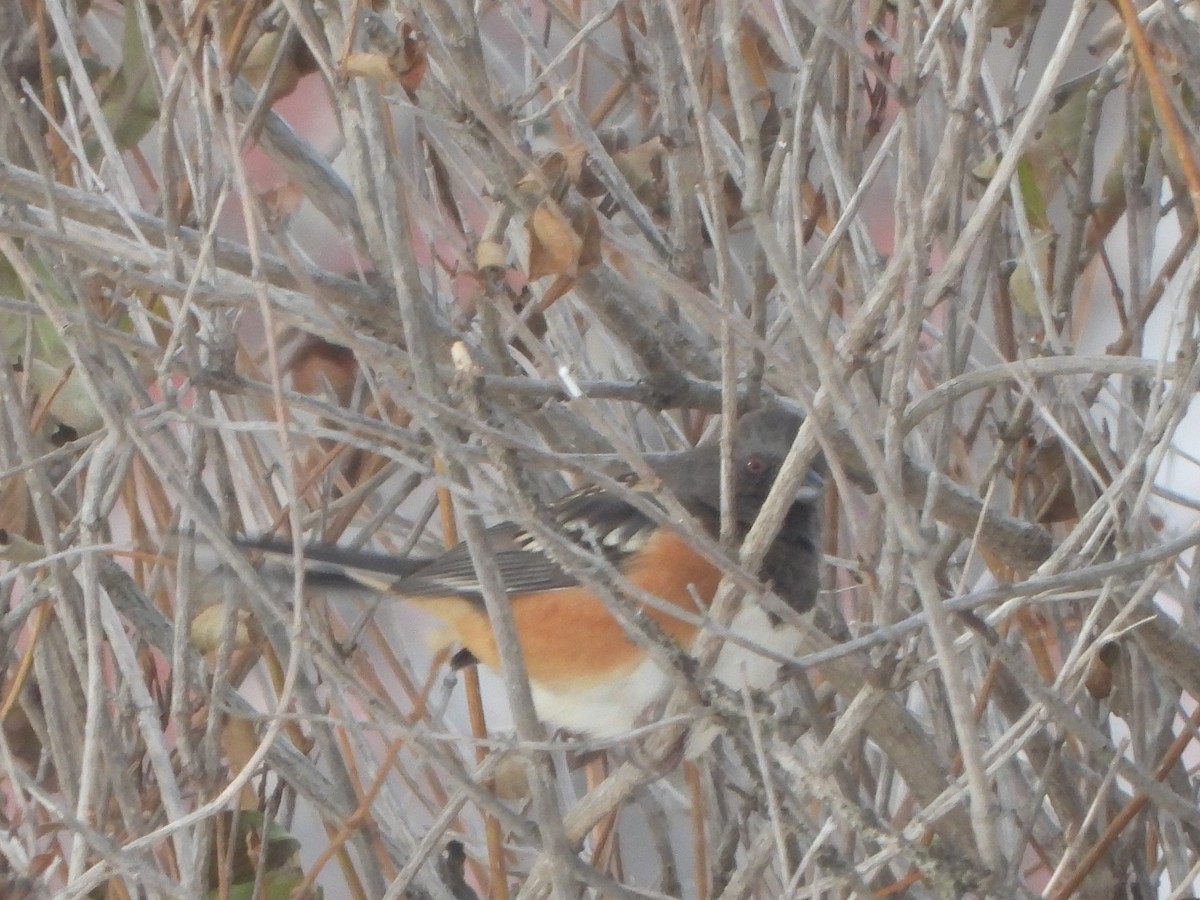 Spotted Towhee - ML505377521
