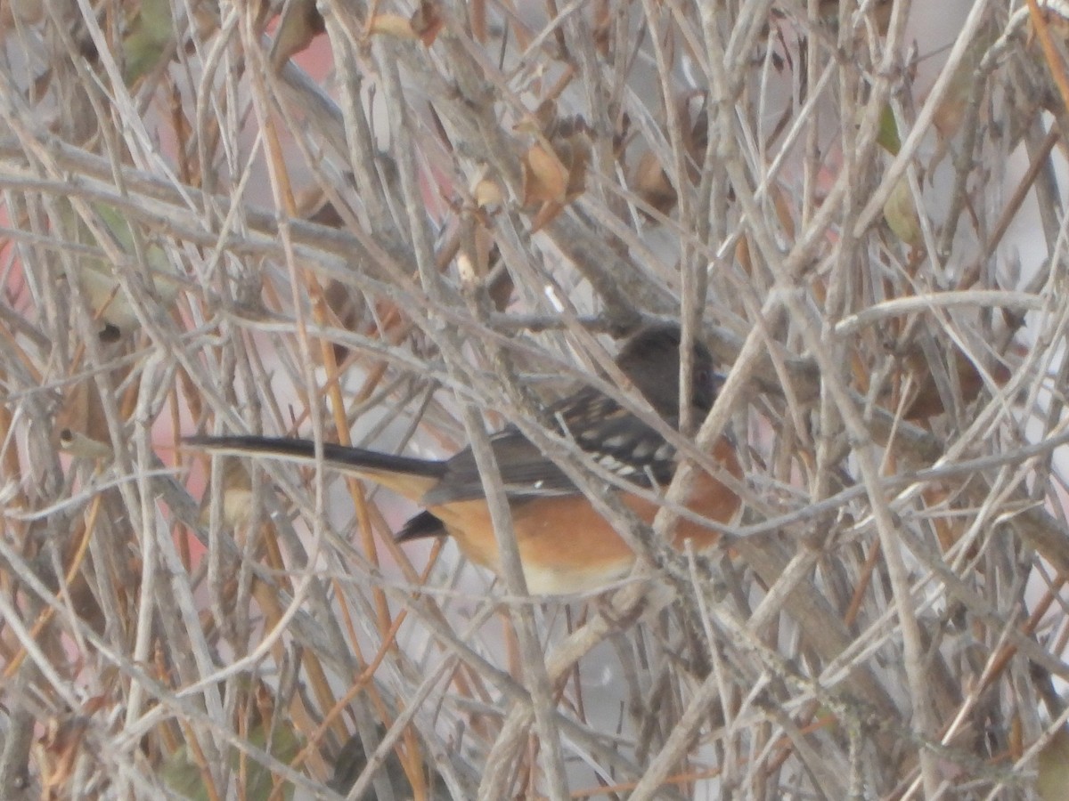 Spotted Towhee - ML505377551